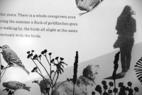 https://helloerinschell.com/files/gimgs/th-76_76_birddetail.jpg